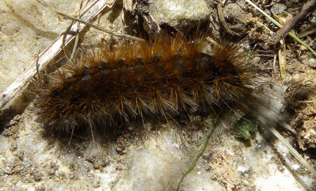 bruco da identificare